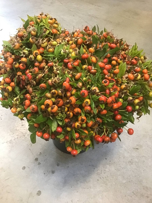 WILD THIJM 350 GR