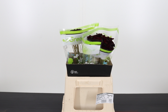 <h4>Cosmos Black Beauty</h4>