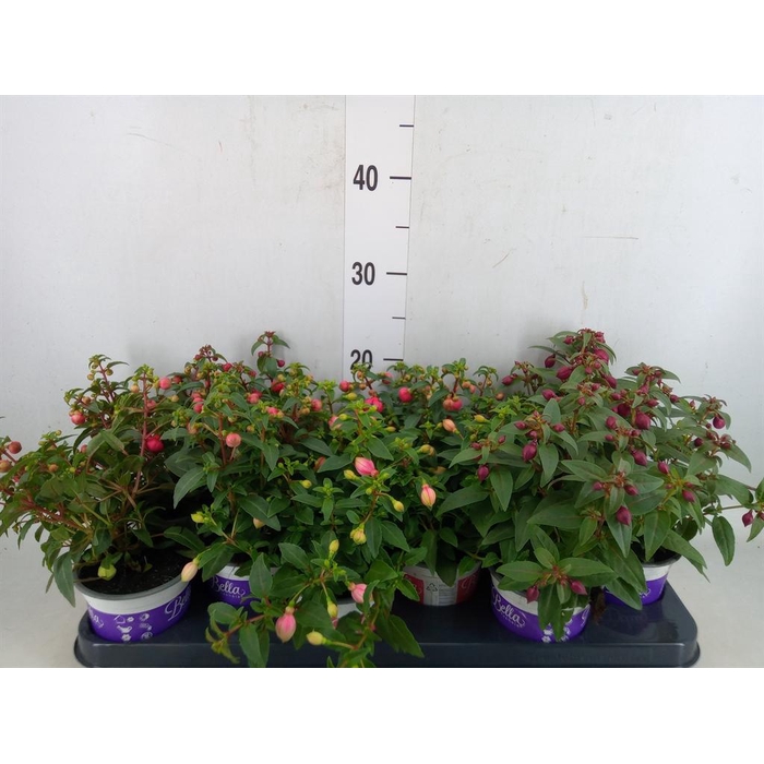 <h4>Fuchsia  'Bella Fuchsia'</h4>