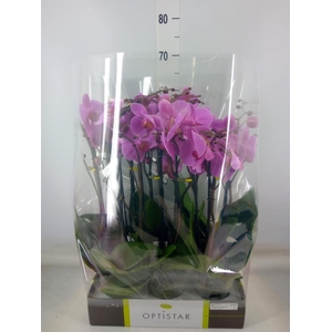 Phalaenopsis   ...rose