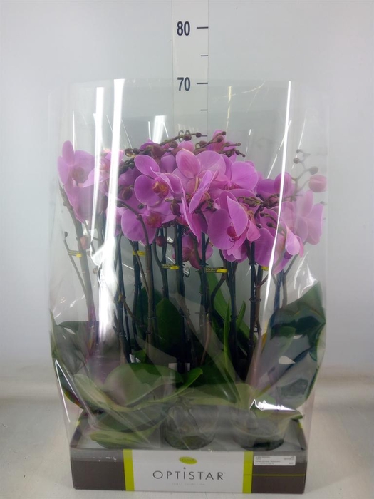 <h4>Phalaenopsis   ...rose</h4>