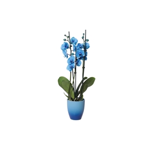 Change Blue Phal I Am Blue 3T18+