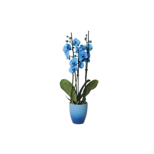 Change Blue Phal I Am Blue 3T18+