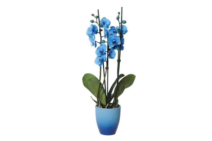 <h4>Change Blue Phal I Am Blue 3T18+</h4>