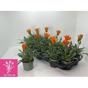 GAZANIA GAZOO ORANGE