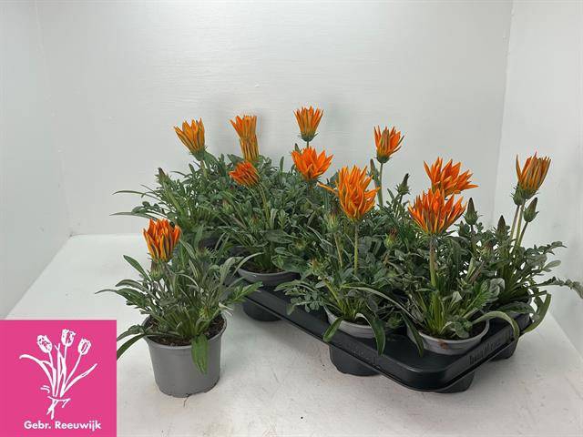 <h4>GAZANIA GAZOO ORANGE</h4>