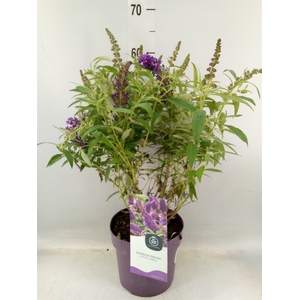 Buddleja davidii 'Butterf CL Purpl'