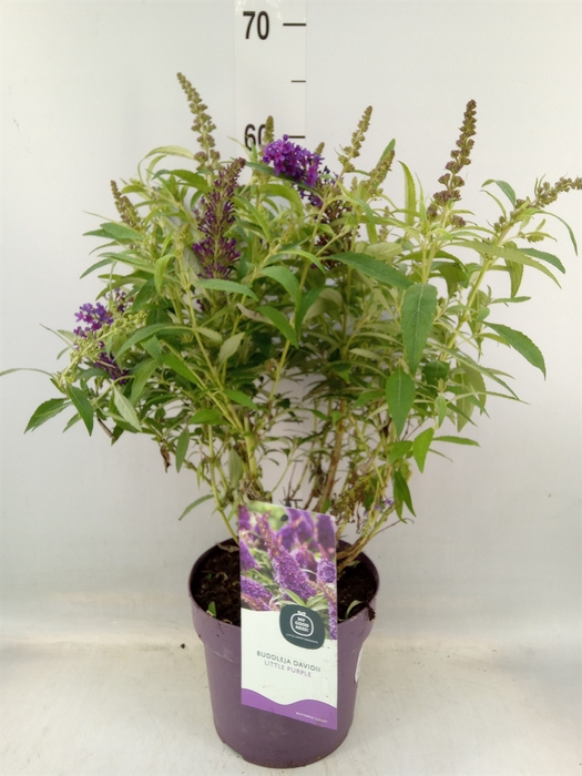 <h4>Buddleja davidii 'Butterf CL Purpl'</h4>