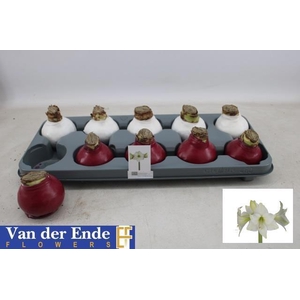 BLOEMBOL HIPPEASTRUM