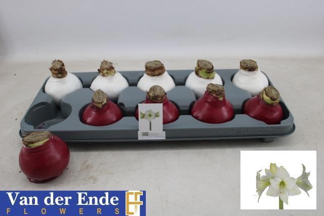 <h4>BLOEMBOL HIPPEASTRUM</h4>