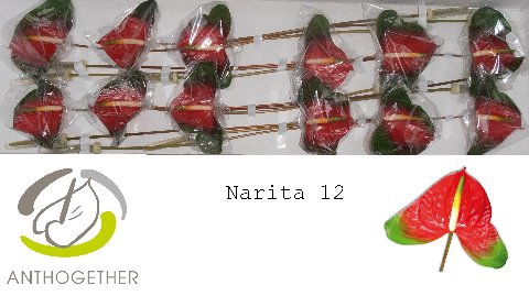 <h4>Anthurium Narita</h4>