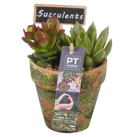 PTSU6101 Arrangementen succulenten
