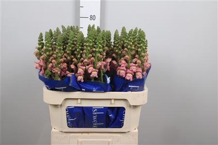 <h4>Antir Antibes Pink</h4>