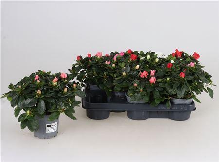 Rhodo Si Gem