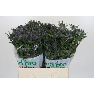 Eryngium Magical Blue Lagoon