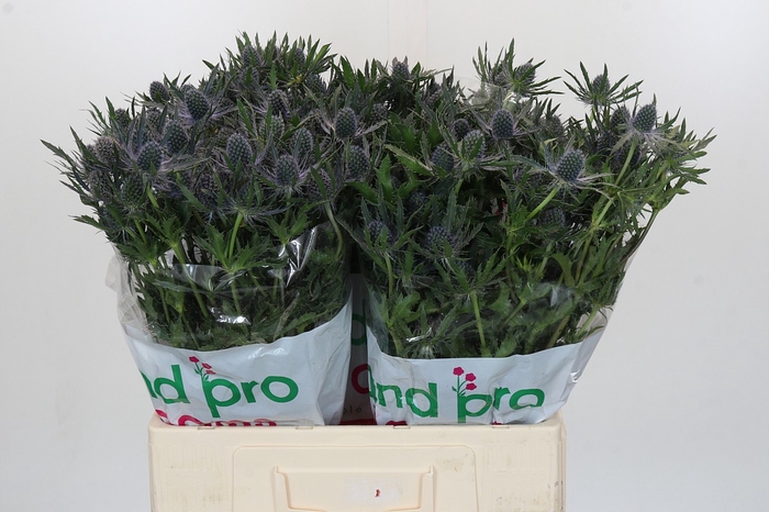 <h4>Eryngium Magical Blue Lagoon</h4>