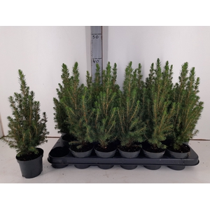 PICEA GL PERFECTA