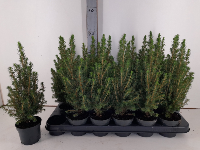 PICEA GL PERFECTA