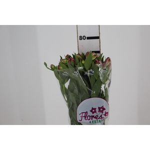 ALSTROEMERIA AUDREY 080 CM