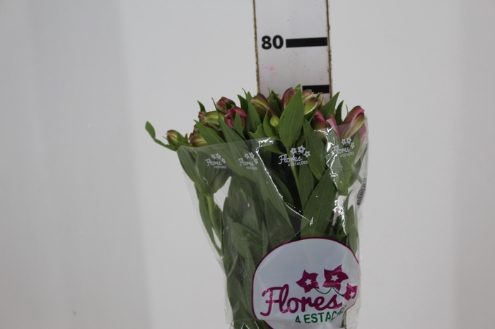 <h4>ALSTROEMERIA AUDREY 080 CM</h4>
