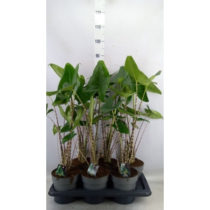 Alocasia zebrina
