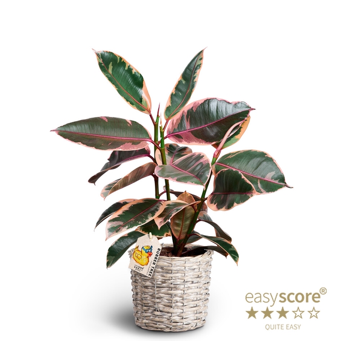 FICUS ELASTICA P20