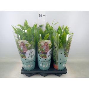 Nephrolepis exal. 'Green Lady'