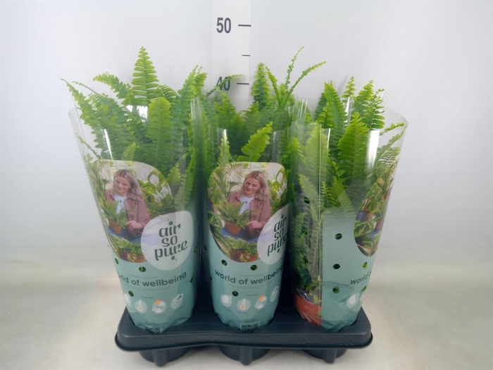 <h4>Nephrolepis exal. 'Green Lady'</h4>