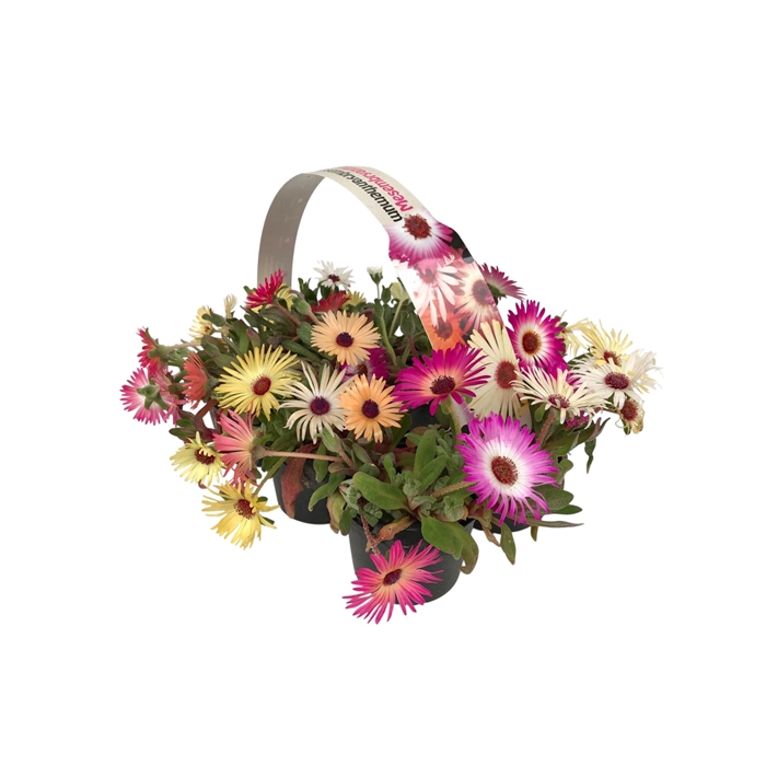 <h4>Dorotheanthus bellidiformis 6p</h4>