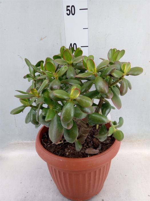 <h4>Crassula ovata 'Hummels Sunset'</h4>