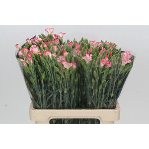 Dianthus Tr Symply Strike