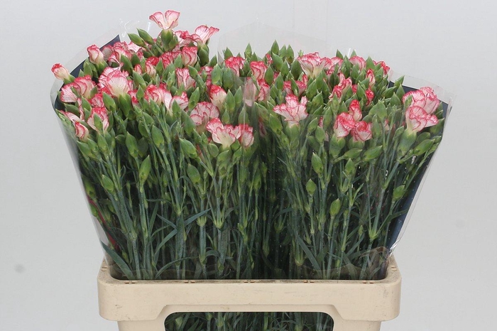 <h4>Dianthus Tr Symply Strike</h4>