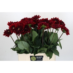 Dahlia Red Runner
