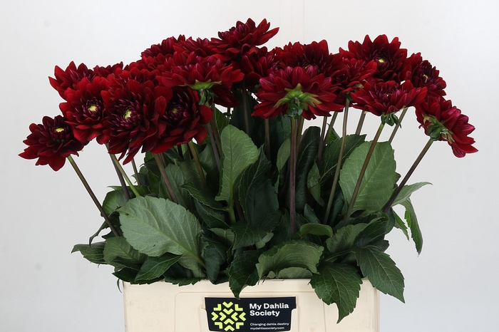 Dahlia Red Runner
