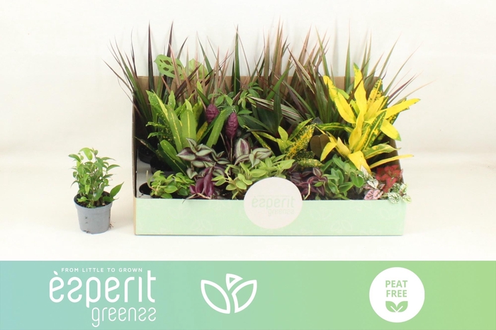 <h4>KAMERPL GEM OV</h4>