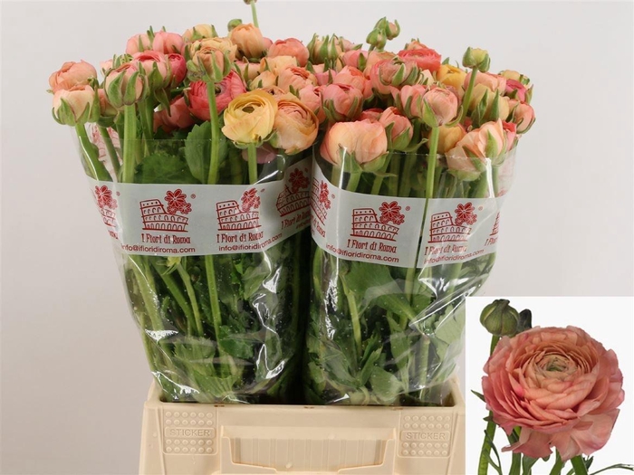 <h4>RAN EL SALMON</h4>