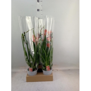 Burrageara  'Nelly Isler'