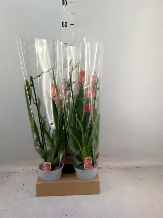 <h4>Burrageara  'Nelly Isler'</h4>