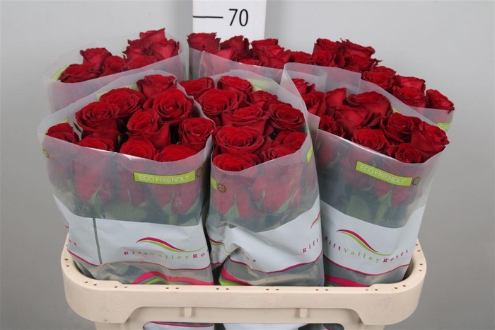 <h4>R Gr Red Bentley</h4>