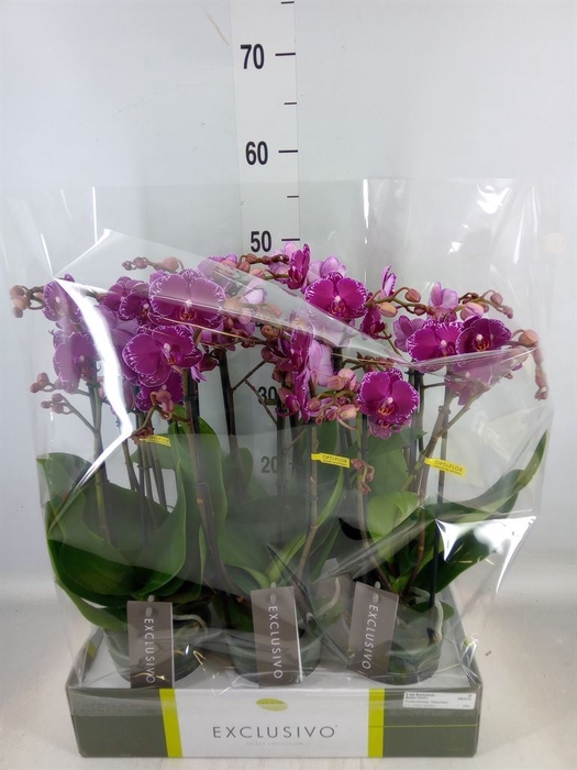 <h4>Phalaenopsis multi.   ...lilac</h4>