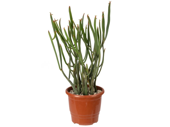 CACTUS EUPHORBIA ENTEROPHORA P17
