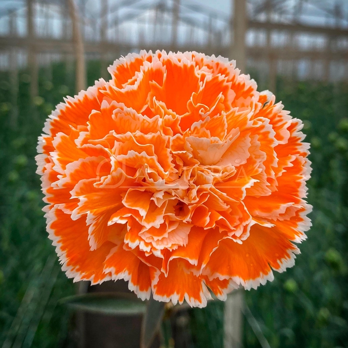 <h4>DI ST ORANGE</h4>