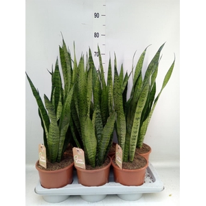 Sansevieria zeylanica