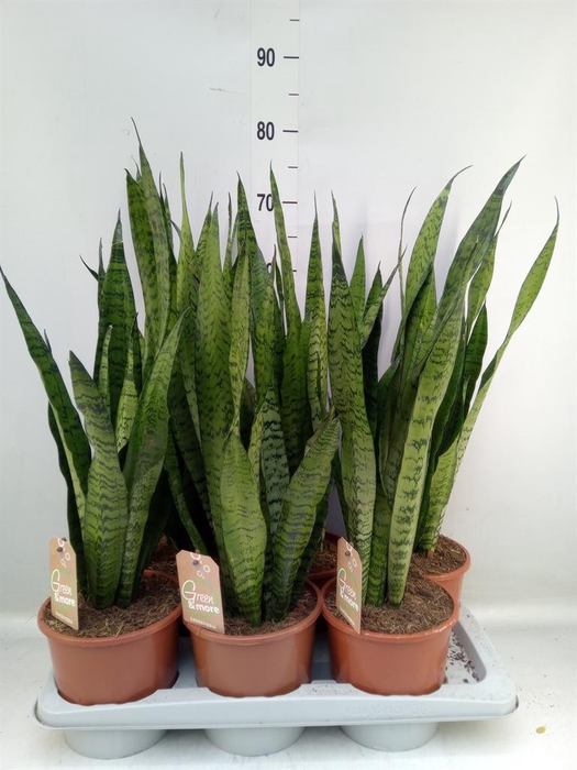 <h4>Sansevieria zeylanica</h4>