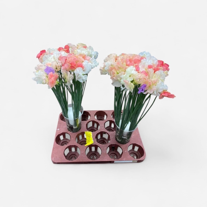 <h4>LATHYR ODORATUS GEM</h4>