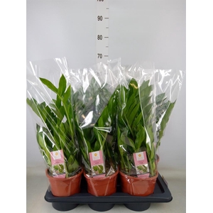 Zamioculcas zamiifolia 'Pixie'