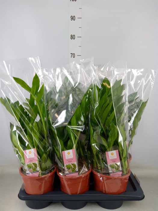 <h4>Zamioculcas zamiifolia 'Pixie'</h4>