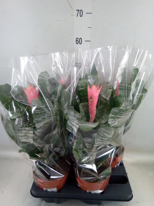 <h4>Aechmea   ...</h4>