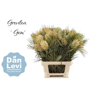 GREVI GEM
