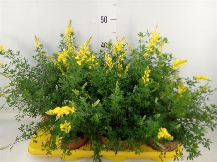 <h4>Genista spachiana</h4>